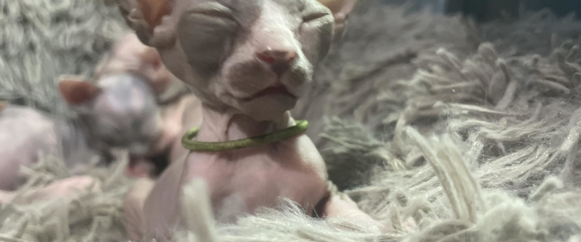 What type of food should i give to a hairless or sphynx breed of cats?