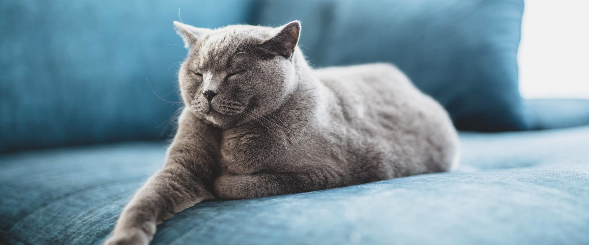 How can i tell if my cat is getting enough sleep?