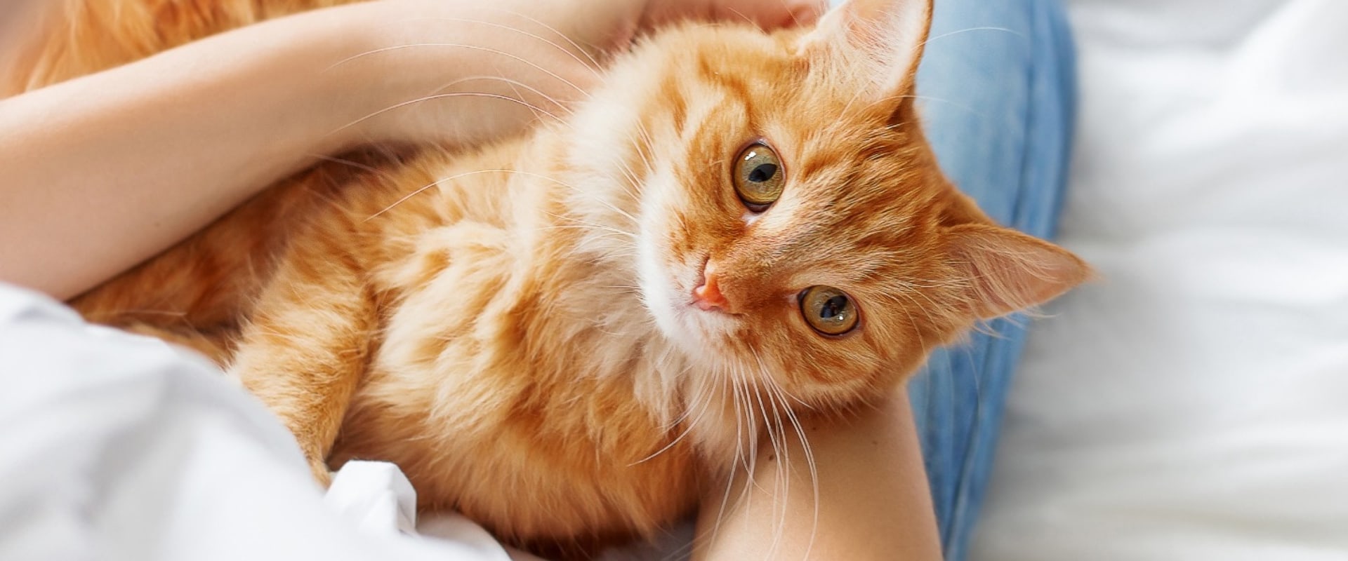 What type of flea and tick prevention is best for cats?