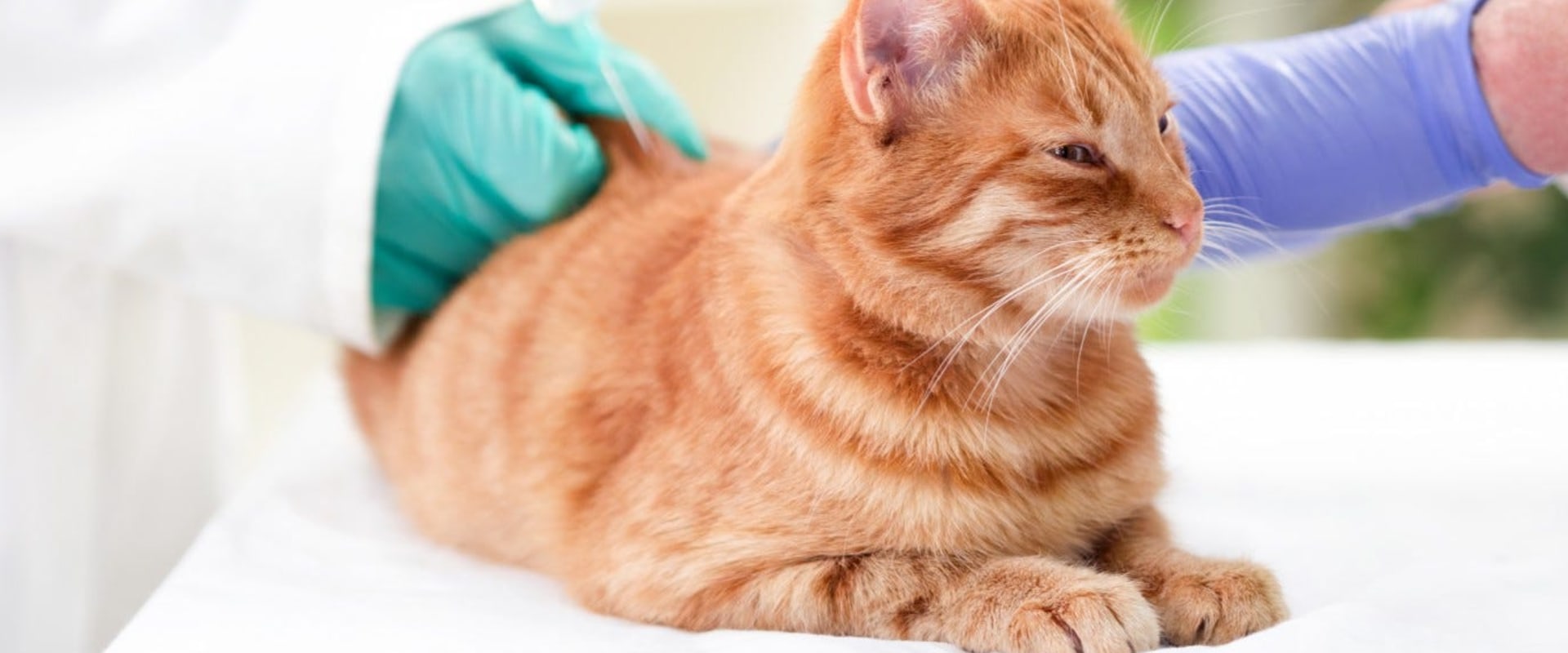 How often should i take my cat to the vet?