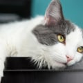 How can i keep my cat from getting bored?