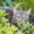 What type of environment is best for cats to live in?