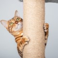 What type of scratching post should i get for my cat?