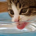 How much water should i give my cat?
