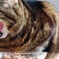 What type of food should i give to an elderly cat?