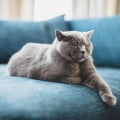 How can i tell if my cat is getting enough sleep?