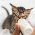 What type of food should i give to a kitten?