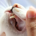 How can i tell if my cat has dental problems or bad breath?