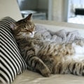 How can i keep my cat from getting overweight?