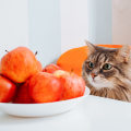What type of treats are safe for cats to eat?