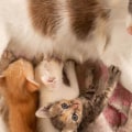 What type of food should i give to a lactating mother cat and her kittens?