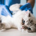 How can i tell if my cat has a urinary tract infection (uti)?