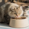 How often should i feed my cat?