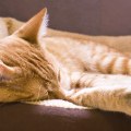 How can i tell if my cat has a respiratory infection or cold?