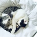 What type of bedding should i provide for my cat?