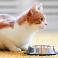 What type of food should i give to a diabetic cat?