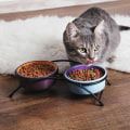 What type of food is best for cats with allergies?