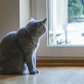 How can i keep my cat safe from parasites?