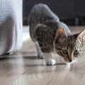 What type of exercise is best for cats?