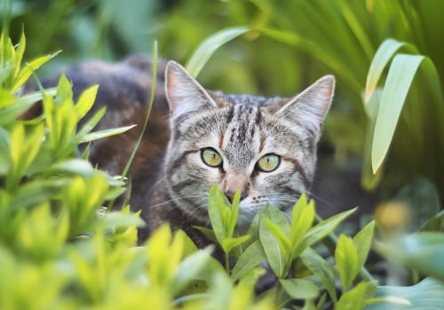 What type of environment is best for cats to live in?