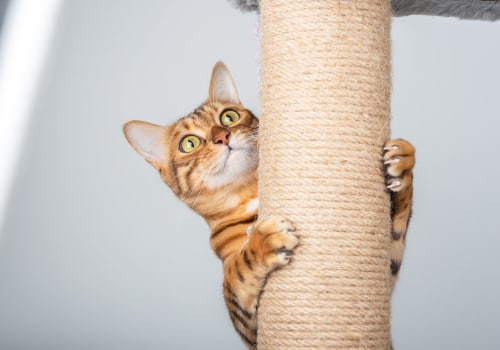 What type of scratching post should i get for my cat?