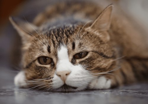How can i tell if my cat has an intestinal parasite infection?