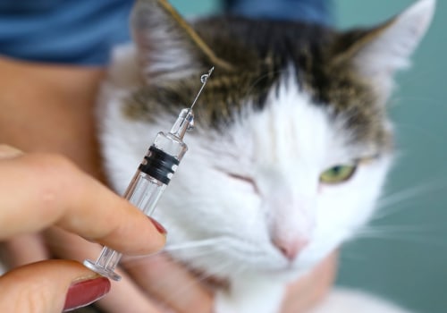 What vaccinations does my cat need?