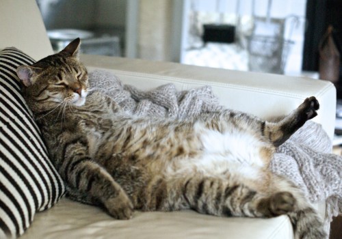 How can i keep my cat from getting overweight?