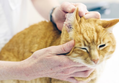 How can i tell if my cat has an ear infection?