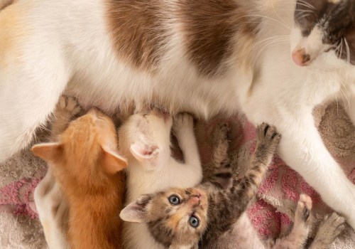 What type of food should i give to a lactating mother cat and her kittens?