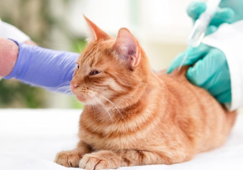 How often should i take my cat to the vet?