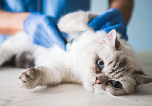 How can i tell if my cat has a urinary tract infection (uti)?