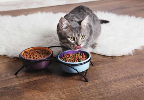 What type of food is best for cats with allergies?
